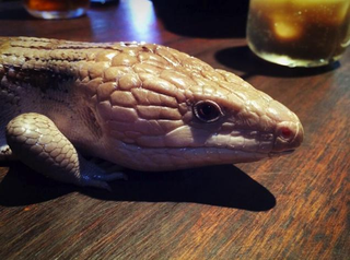 Illustration for article titled A Look Inside Japan's Reptile Cafes